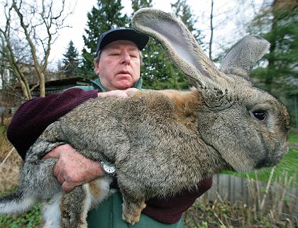 Giant wabbit