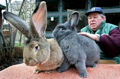 Two giant wabbits
